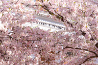 23 Cherry Blossoms
